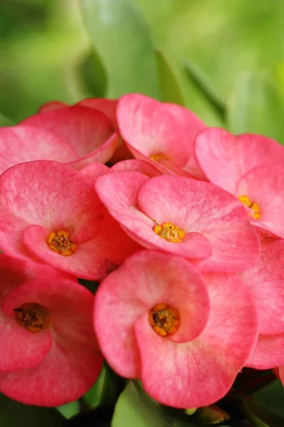 Euphorbia milli Dornenkrone in der Natur — Stockfoto