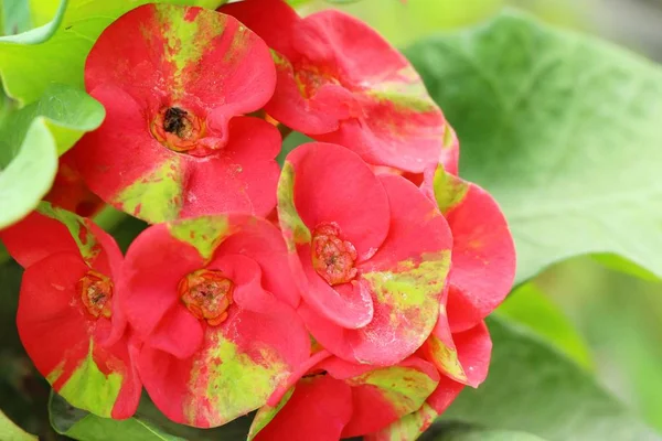 Euphorbia milli kroon van doornen in de natuur — Stockfoto