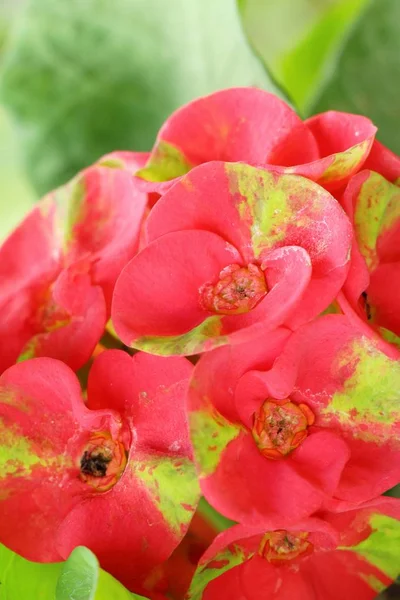 Euphorbia milli koronát a tövisek a természetben — Stock Fotó