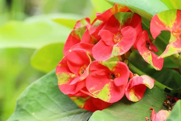 Euphorbia milli crown of thorns in nature — Stock Photo, Image