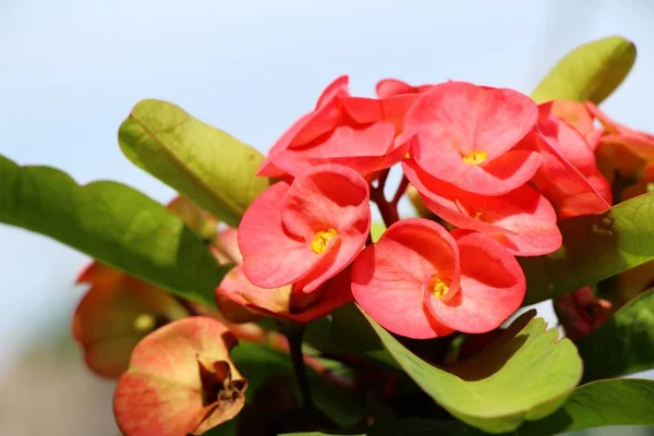 Euphorbia milli kroon van doornen in de natuur — Stockfoto