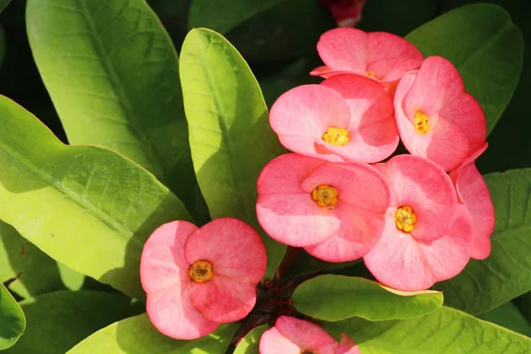 Euforbia mili coroa de espinhos na natureza — Fotografia de Stock