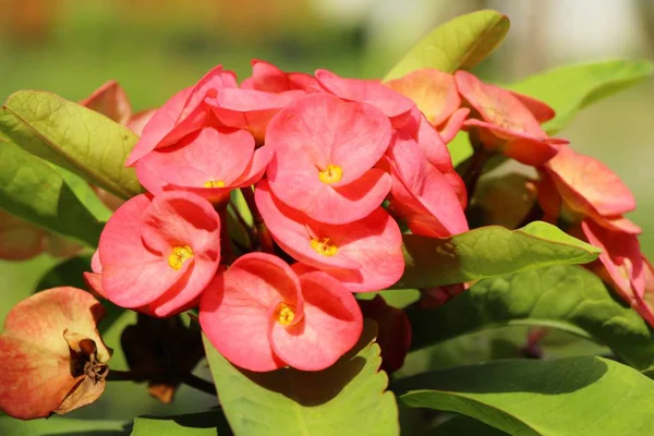 Euphorbia milli corona de espinas en la naturaleza —  Fotos de Stock