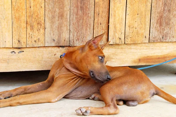 Kahverengi köpek şirin yere bakıyor — Stok fotoğraf