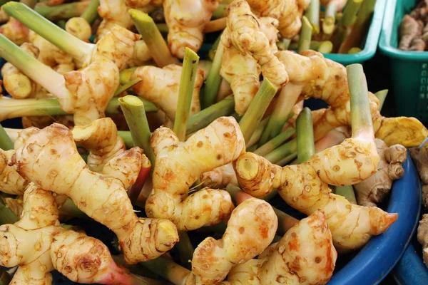 Galangal fresco per cucinare nel mercato — Foto Stock