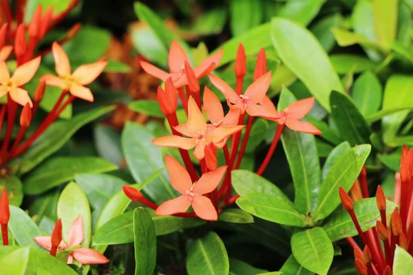 Fiori di Ixora bella fioritura in giardino — Foto Stock