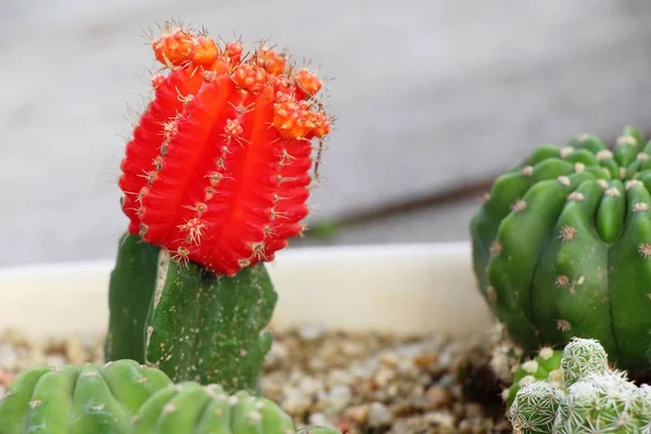 Beautiful the cactus in garden with nature — Stock Photo, Image