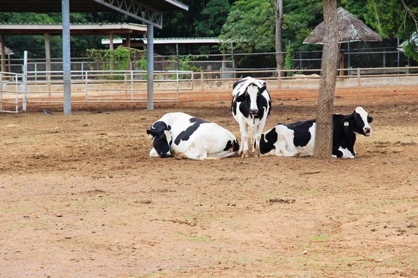 Vacas leiteiras na fazenda com natureza — Fotografia de Stock