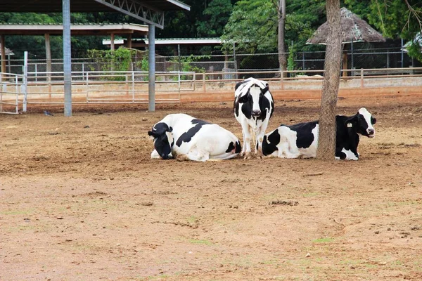 Dairy cows in the farm with nature — Stock Photo, Image