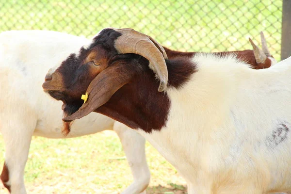 Cabras en la granja con la naturaleza — Foto de Stock