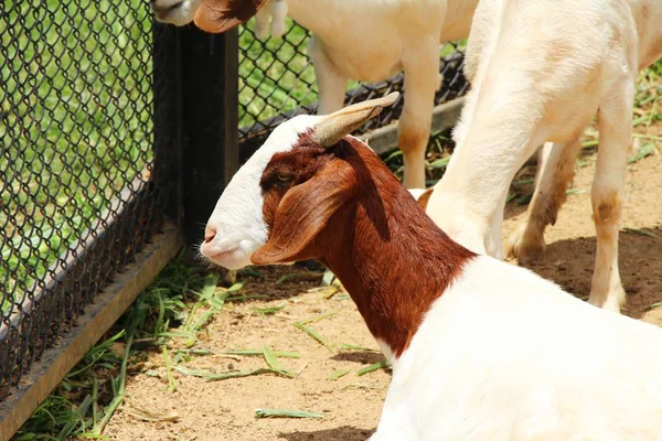 Chèvres dans la ferme avec la nature — Photo