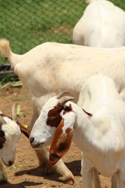 Chèvres dans la ferme avec la nature — Photo