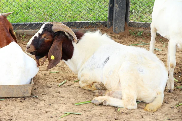 Cabras en la granja con la naturaleza — Foto de Stock