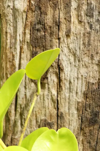 Зеленый лист и деревянная стена в природе — стоковое фото