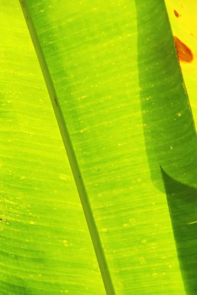 Groene blad achtergrond is schoonheid in de natuur — Stockfoto