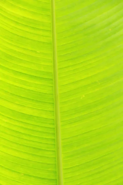 Grünes Blatt Hintergrund ist Schönheit in der Natur — Stockfoto