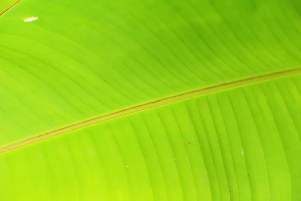 Зеленый лист фон красота в природе — стоковое фото