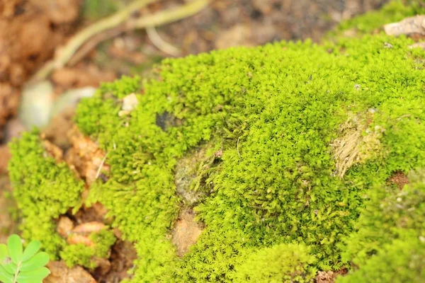 Green moss on rock floor with nature — Stock Photo, Image