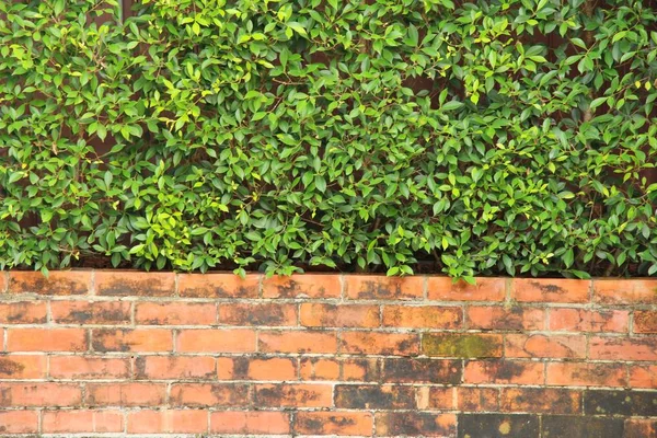 Zelená listová a cihlovou zeď v přírodě — Stock fotografie
