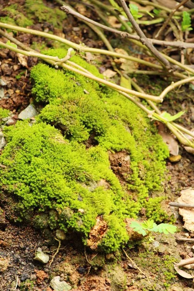 Musgo verde sobre suelo de roca con naturaleza — Foto de Stock