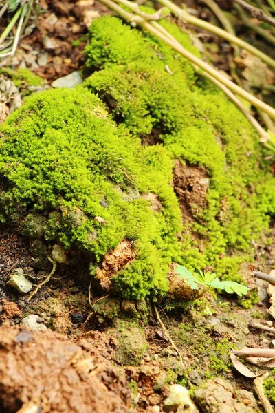 Zöld moha-rock emeleten a természettel — Stock Fotó