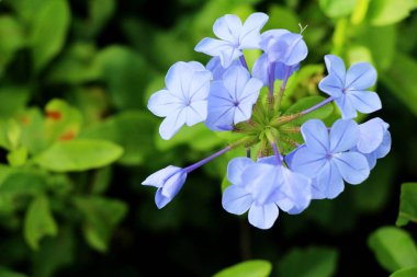 Değil çiçek - mor çiçek bahçesinde unut beni