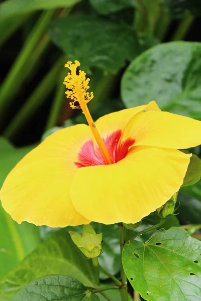 Hibiscus flower at beautiful in the nature — Stock Photo, Image