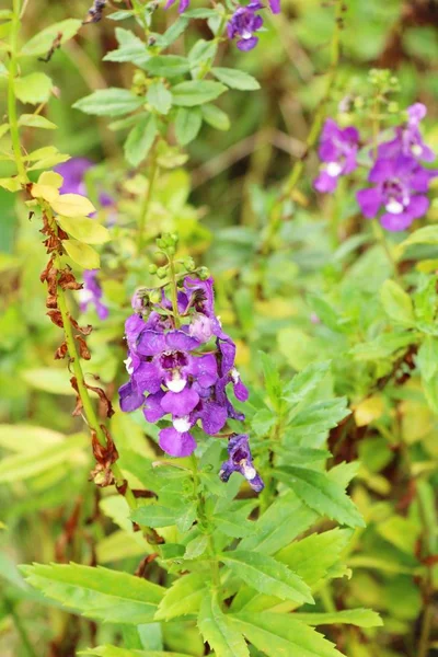 Forget me not flower - purple flower in garden