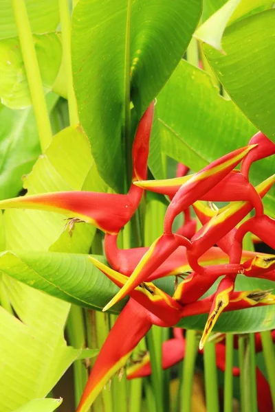 Bird of paradise flower in the nature — Stock Photo, Image