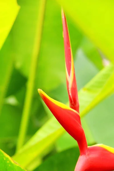 Райская птица цветок в природе — стоковое фото
