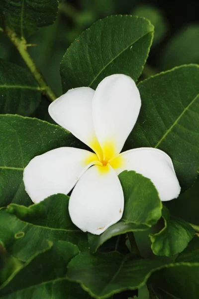 プルメリアの花で美しい自然の中で — ストック写真