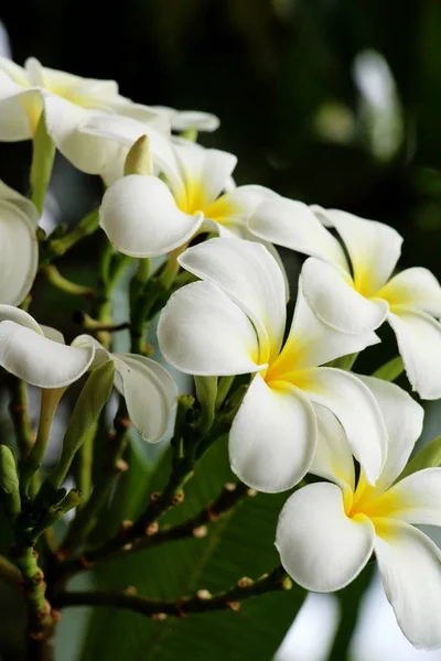 Plumeria bloem op mooi in de natuur — Stockfoto