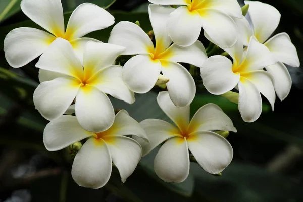 プルメリアの花で美しい自然の中で — ストック写真