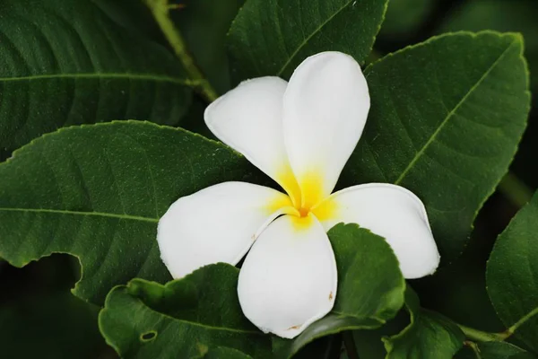 Plumeria flower at beautiful in the nature — Stock Photo, Image