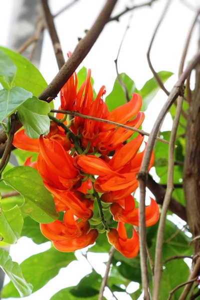 Newguinea enredadera o vid de jade rojo en la naturaleza — Foto de Stock