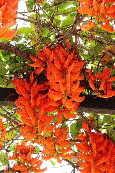 Newguinea enredadera o vid de jade rojo en la naturaleza — Foto de Stock