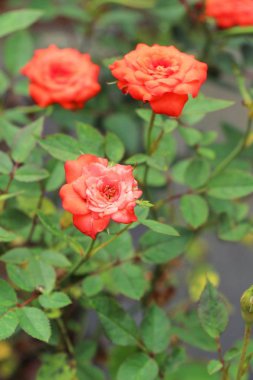 Güzel güller bahçede çiçek açan