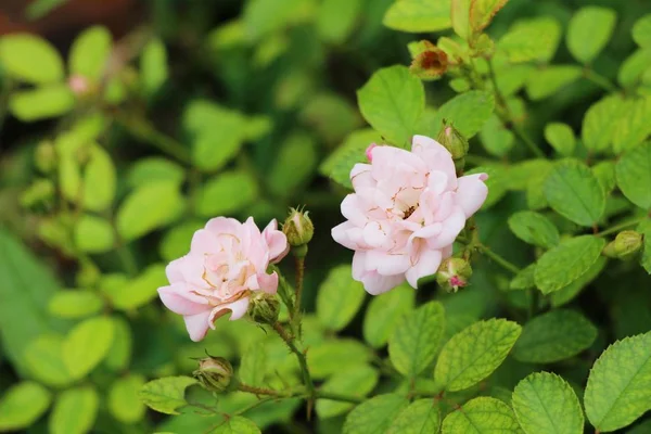 Güzel güller bahçede çiçek açan
