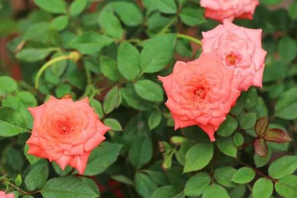 Hermosas rosas florecen en el jardín — Foto de Stock