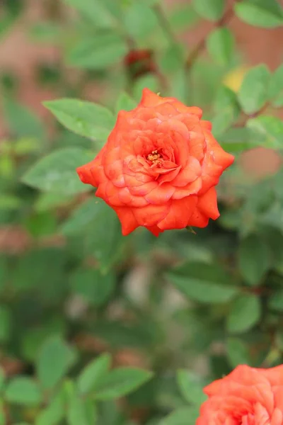 Hermosas rosas florecen en el jardín — Foto de Stock