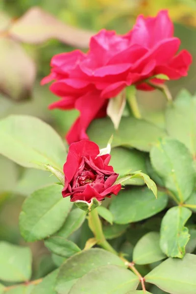 Vackra rosor blommar i trädgården — Stockfoto