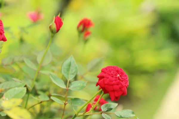 Belle rose sta fiorendo nel giardino — Foto Stock