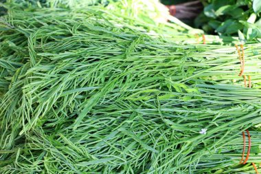 Akasya pennata belgili tanımlık çarşı içinde yemek pişirmek için