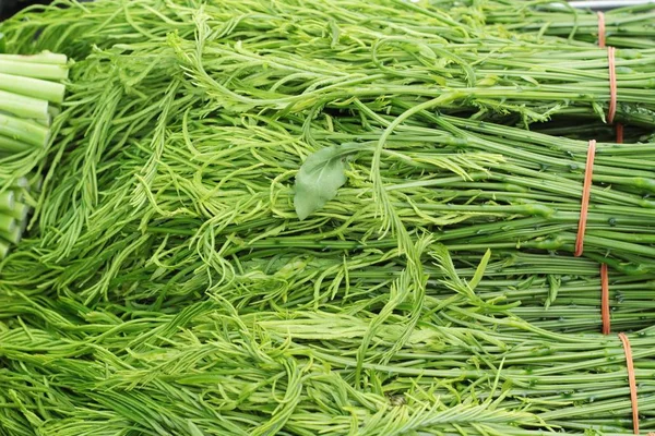 Acacia pennata per cucinare nel mercato — Foto Stock