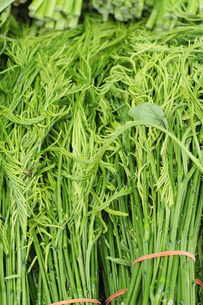 Akasya pennata belgili tanımlık çarşı içinde yemek pişirmek için