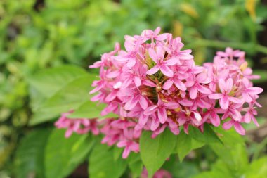 Pembe Çiçek bahçesinde güzelliktir