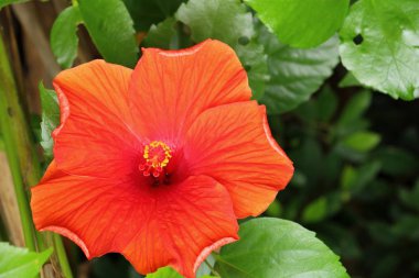 Hibiscus çiçek güzel doğa