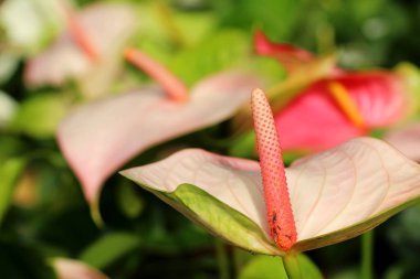 Flamingo çiçeği doğada güzeldir.