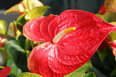 Flamingo çiçeği doğada güzeldir.