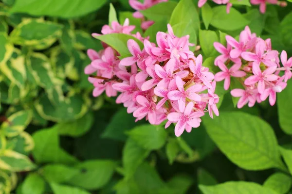 Rosa blomma är skönhet i trädgården — Stockfoto